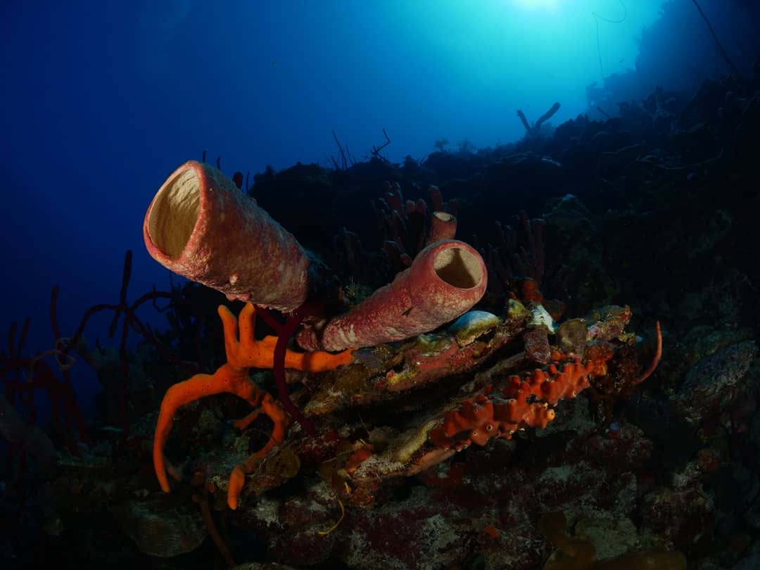 Fondos marinos de la Ciénaga de Zapata